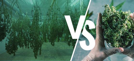 Taille Sèche Ou Humide De Vos Plants De Cannabis