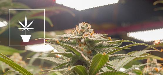 Meilleures graines de cannabis pour la culture en intérieur