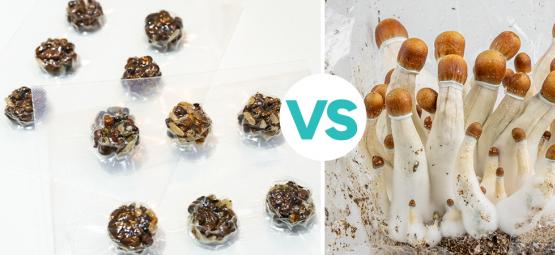 Truffes magiques VS champignons magiques : qui va gagner ?