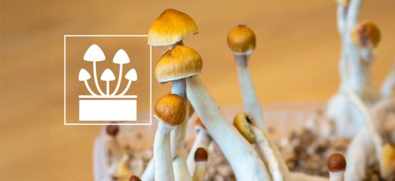 Top 5 Des Kits De Culture De Champignons Magiques