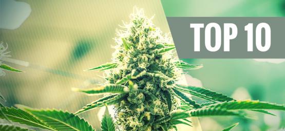 Top 10 Des Variétés De Cannabis Kush