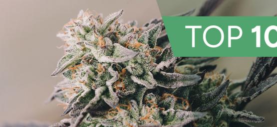 Top 10 Des Variétés De Cannabis Les Plus Rapides De 2025