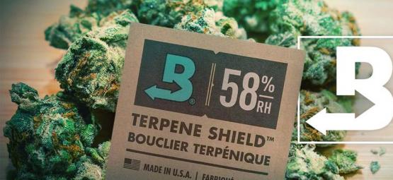 Comment Garder Votre Weed Super-Fraîche Avec Boveda