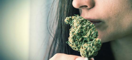 Comment Éliminer L’Odeur Du Cannabis