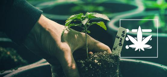 Comment Cultiver Votre Premier Plant De Cannabis En 10 Étapes