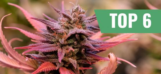 Top 6 des variétés de cannabis pour la Saint-Valentin