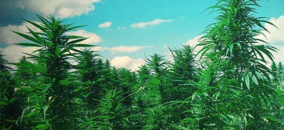 Top 10 Des Conseils Pour Cultiver Des Arbres De Weed