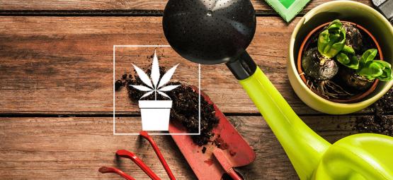 10 Outils Indispensables Pour Le Cultivateur De Cannabis