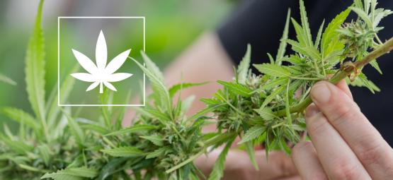 6 Variétés de cannabis avec 1 % de THC ou moins