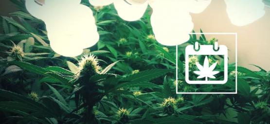 Récolte Perpétuelle : Comment Récolter Du Cannabis Toute L’Année