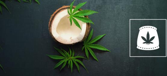 Utilisation D’Eau De Coco Comme Engrais Biologique Pour Le Cannabis 