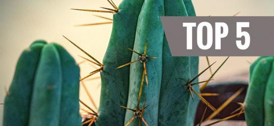 Top 5 Des Cactus À Mescaline