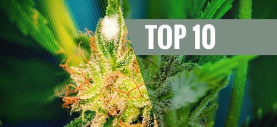Top 10 Des Variétés De Cannabis Anti-Moississures