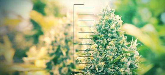 Top 10 Des Plants De Cannabis Compacts