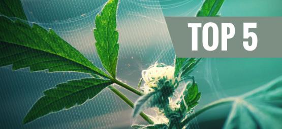 Top 5 Des Répulsifs Naturels Anti-Nuisibles Pour Le Cannabis