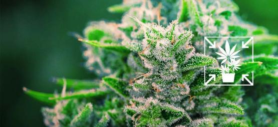 Comment Cultiver Des Petits Plants Compacts De Cannabis 