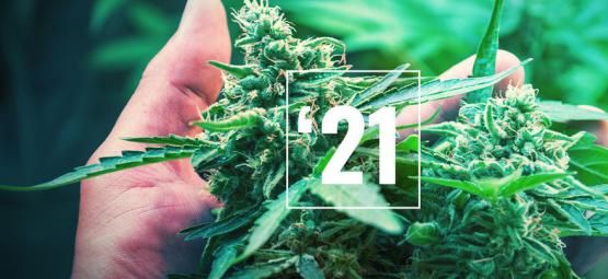 Les Meilleures Variétés De Cannabis En 2021