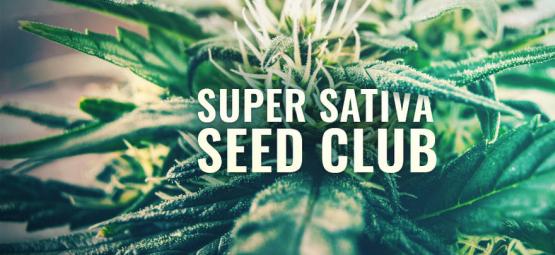 Super Sativa Seed Club Est De Retour ! 