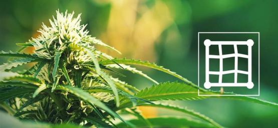Les Meilleures Variétés De Cannabis À Cultiver En Screen Of Green (ScrOG)