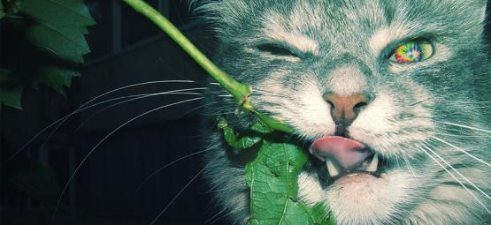 10 Animaux Qui Aiment Se Défoncer