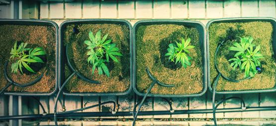 Quand Et Comment Rempoter Un Plant De Cannabis Pour Augmenter Ses Rendements