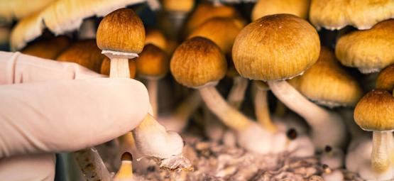 Qu'est-Ce Qu'un Flacon De Spores De Champignons Magiques ? - Zamnesia Blog