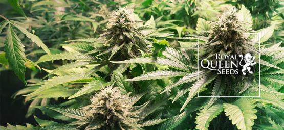Top 10 Des Variétés De Cannabis Par Royal Queen Seeds [2024]
