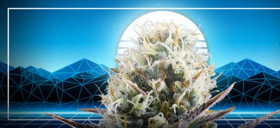 L'Apogée De L’évolution Du Cannabis : La Blue 2.0