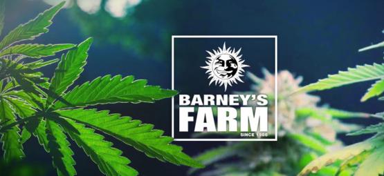 Les Meilleures Variétés De Cannabis De Barney's Farm