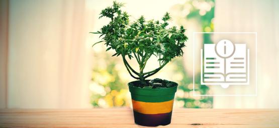 Tout Ce Qu'Il Faut Savoir Sur Les Bonsaïs De Cannabis