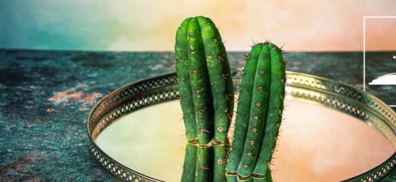 5 Légendes Sur Le Cactus De San Pedro Démystifiées