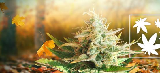 8 Raisons Qui Prouvent Que L'Automne Est La Meilleure Saison Pour Fumer De La Weed