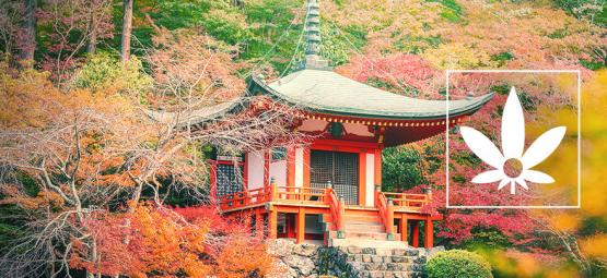 Chanvre D'Hokkaido : Une Variété Naturelle Japonaise Rare