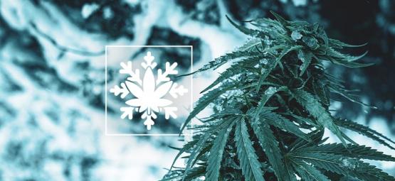 Comment Cultiver Du Cannabis En Hiver (Si Si, C'Est Possible !)