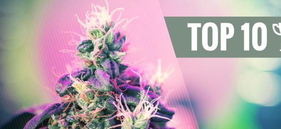 Top 10 Des Variétés De Cannabis Primées 