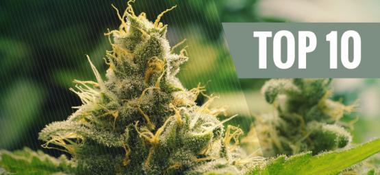 Top 10 Des Variétés Classiques De Cannabis