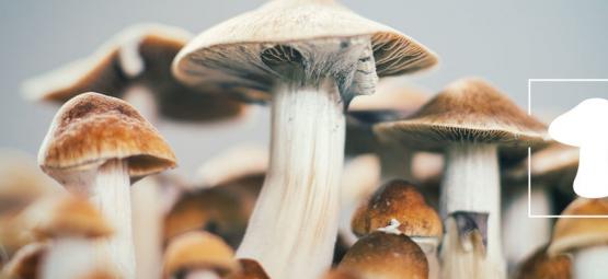 Comment Cultiver Des Champignons Magiques En Intérieur (3 Méthodes)