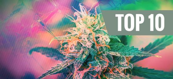 Le Top 10 Des Variétés De Cannabis Psychédéliques