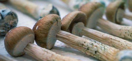 Que Sont Les Meurtrissures Bleues Sur Les Champignons Magiques ?