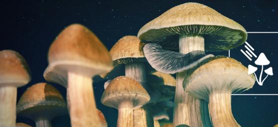 De Combien De Lumière Ont Besoin Les Champignons Magiques Pour Pousser ?