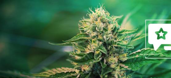 Super Silver Haze : Évaluation & Informations De Variété De Cannabis