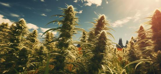 Variétés Landrace : Les 5 Plus Vieilles Variétés De Cannabis