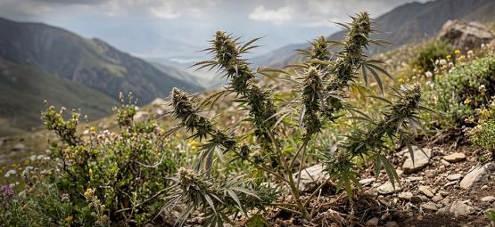Variétés Landraces : Les Variétés De Cannabis Les Plus Anciennes