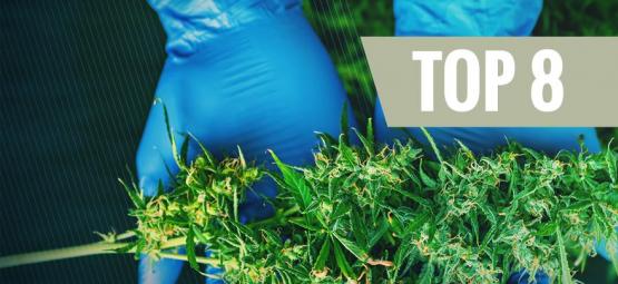 8 Outils De Récolte Indispensables Au Cultivateur De Cannabis