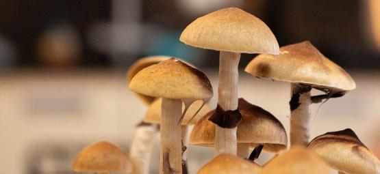 Comment Éviter La Croissance Latérale De Champignons Magiques