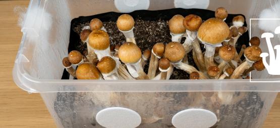 Cultiver Des Champignons Magiques En Gros Avec Le Monotub Tek