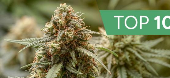 Top 10 Des Variétés De Cannabis Haze