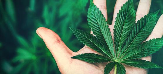Le Cannabis Est-Il Addictif ?