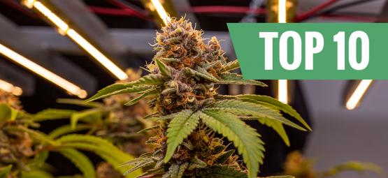 Top 10 des variétés de cannabis les plus grandes