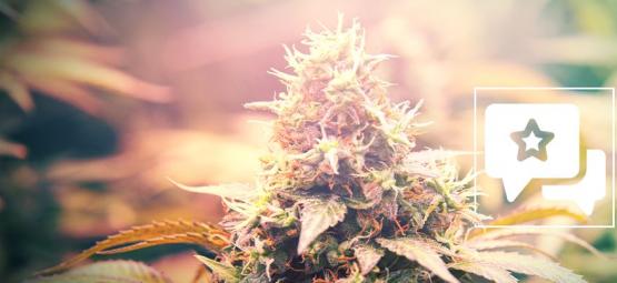 Candy Kush: Évaluation & Informations De Variété De Cannabis